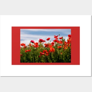 Blood red Poppies against a blue sky Posters and Art